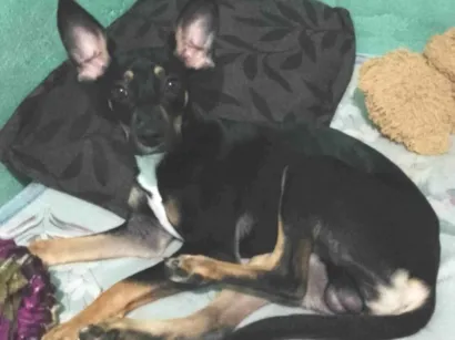 Cachorro raça SRD-ViraLata idade 7 a 11 meses nome Marley