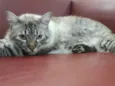 Tobias
