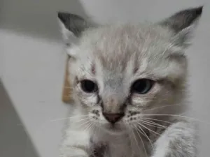 Gato raça SRD-ViraLata idade 2 a 6 meses nome Cocada