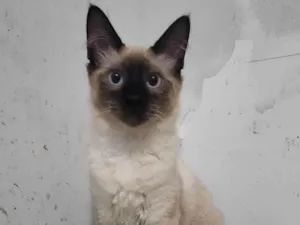 Gato raça Siamês idade 2 a 6 meses nome Luke