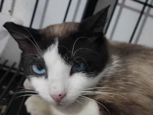 Gato raça SRD-ViraLata idade 2 anos nome Chorão