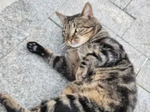 Gato raça SRD-ViraLata idade 4 anos nome Sansão