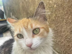 Gato raça SRD-ViraLata idade 4 anos nome Meg