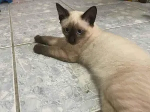 Gato raça Siamês idade 2 a 6 meses nome Simão