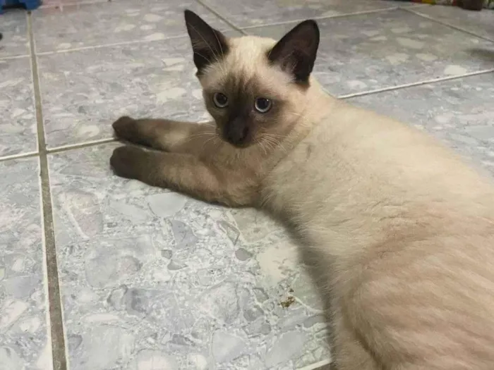 Gato ra a Siamês idade 2 a 6 meses nome Simão