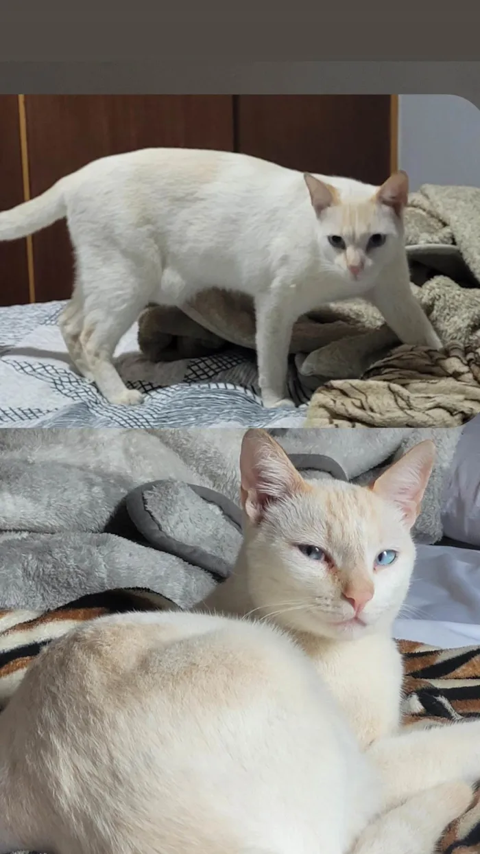 Gato ra a SRD-ViraLata idade 2 anos nome Draco