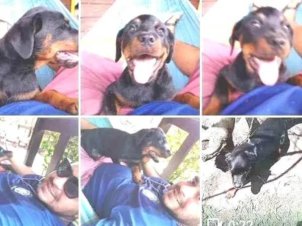 Cachorro ra a Rottweiler idade 2 anos nome Xena 