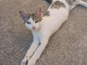 Gato raça SRD-ViraLata idade 2 a 6 meses nome Liz