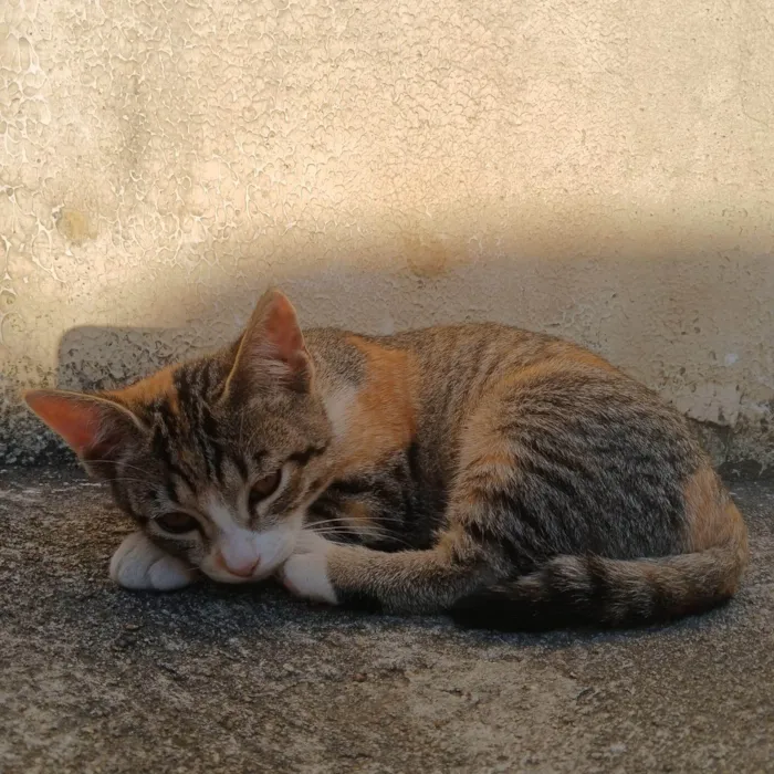 Gato ra a SRD-ViraLata idade 2 a 6 meses nome Mel