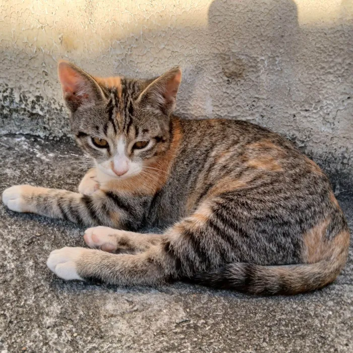 Gato ra a SRD-ViraLata idade 2 a 6 meses nome Mel