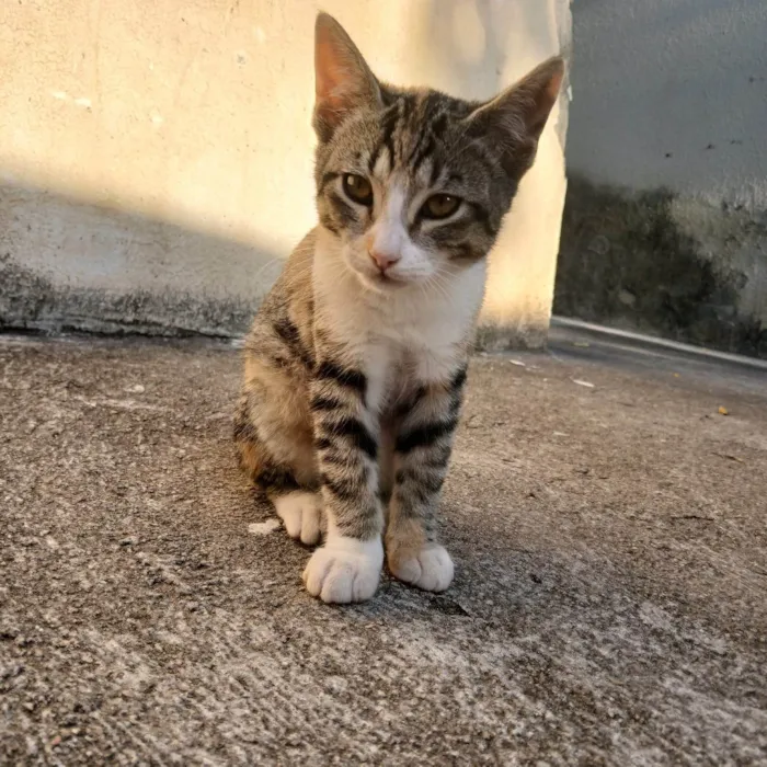 Gato ra a SRD-ViraLata idade 2 a 6 meses nome Mel