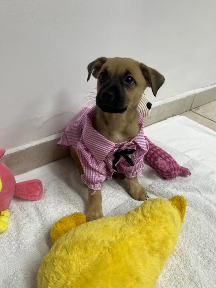 Cachorro ra a SRD-ViraLata idade Abaixo de 2 meses nome Lolla