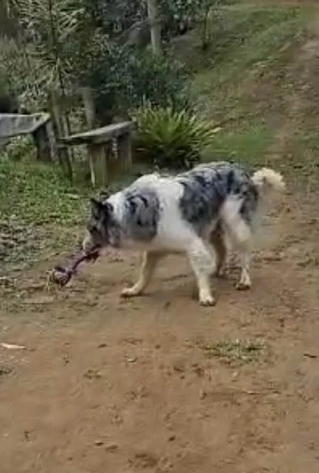 Cachorro ra a Dogue Alemão idade 1 ano nome Bolder Collie