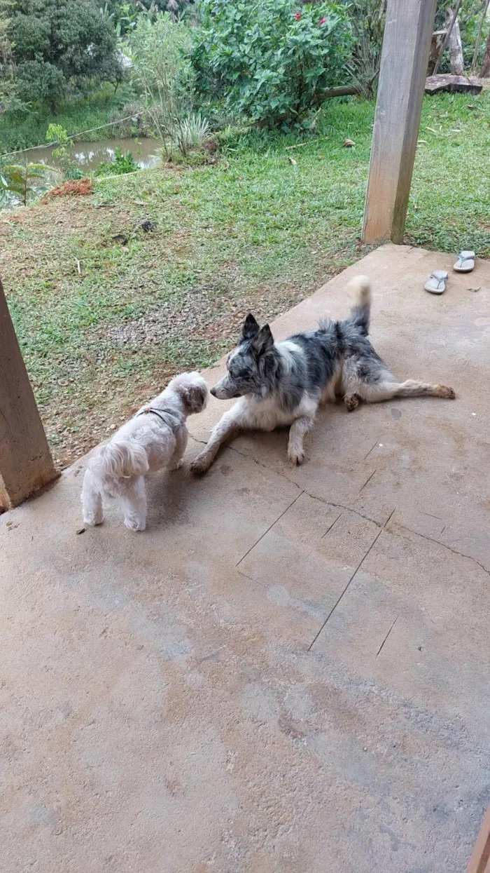 Cachorro ra a Dogue Alemão idade 1 ano nome Bolder Collie