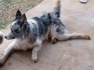 Cachorro raça Dogue Alemão idade 1 ano nome Bolder Collie