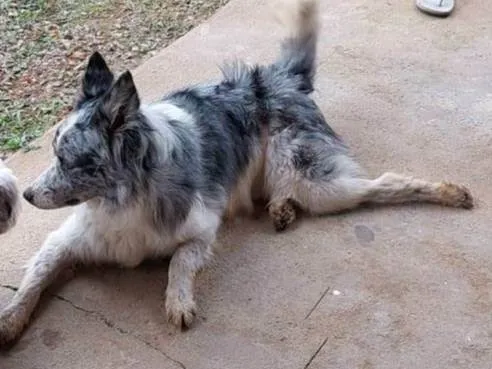 Cachorro ra a Dogue Alemão idade 1 ano nome Bolder Collie