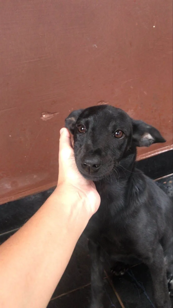 Cachorro ra a SRD-ViraLata idade 2 a 6 meses nome Layla