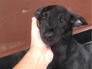 Cachorro raça SRD-ViraLata idade 2 a 6 meses nome Layla