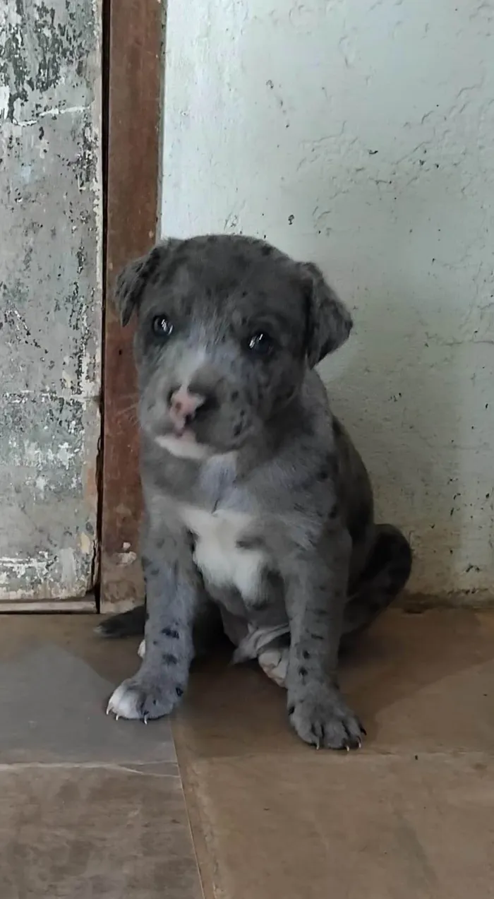 Cachorro ra a SRD-ViraLata idade Abaixo de 2 meses nome Menino 