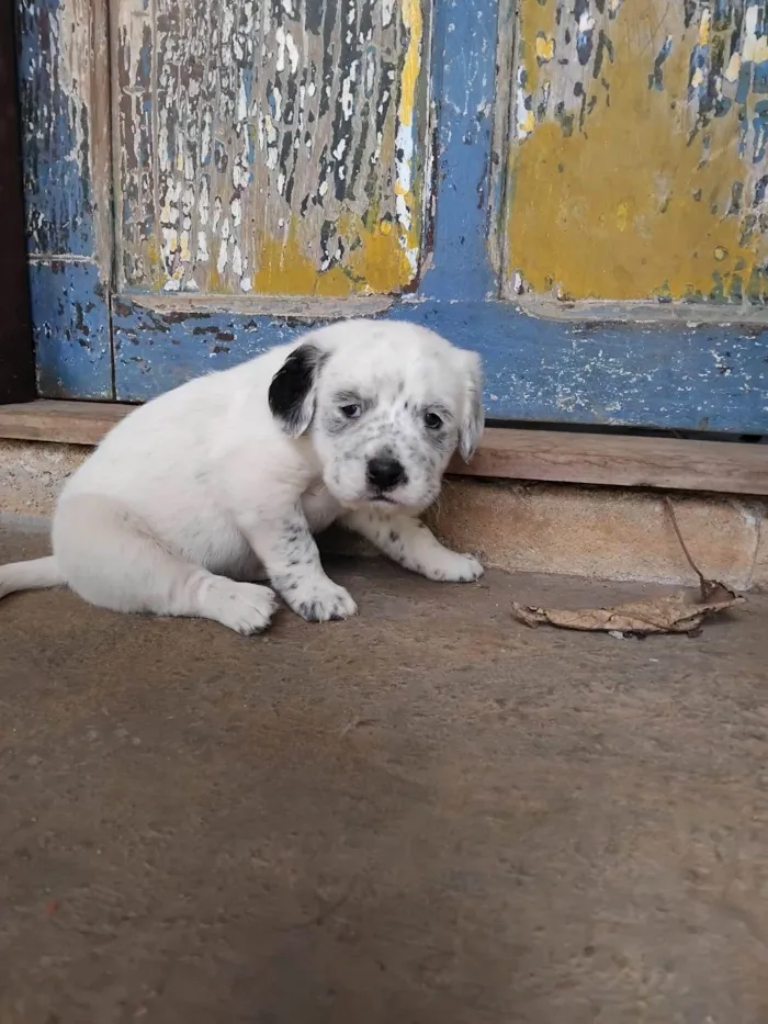 Cachorro ra a SRD-ViraLata idade Abaixo de 2 meses nome Menina 