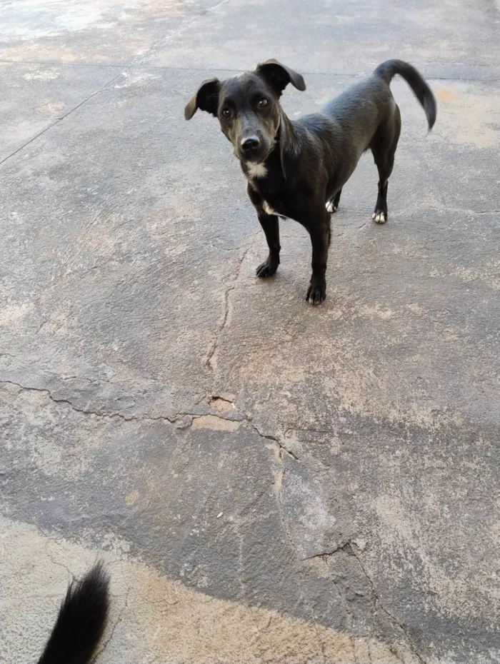 Cachorro ra a SRD-ViraLata idade 1 ano nome Lili