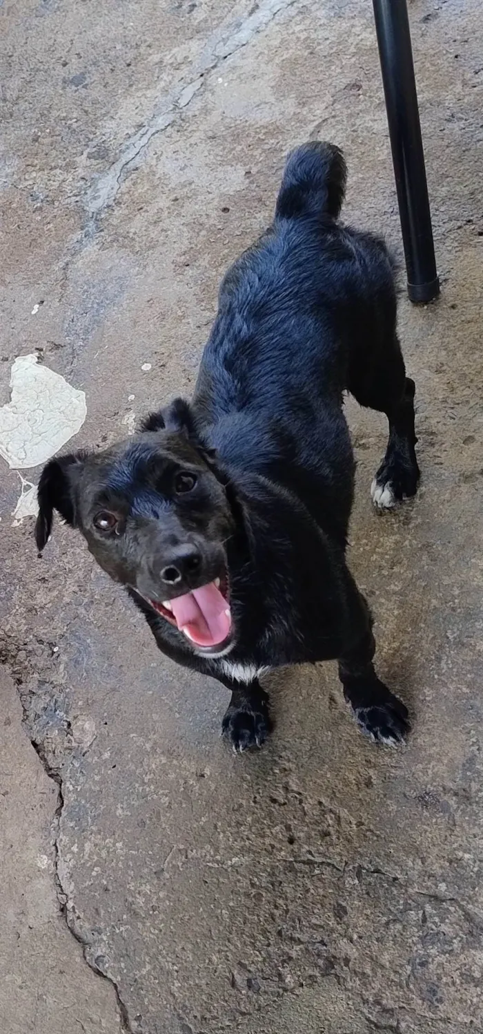 Cachorro ra a SRD-ViraLata idade 1 ano nome Lili