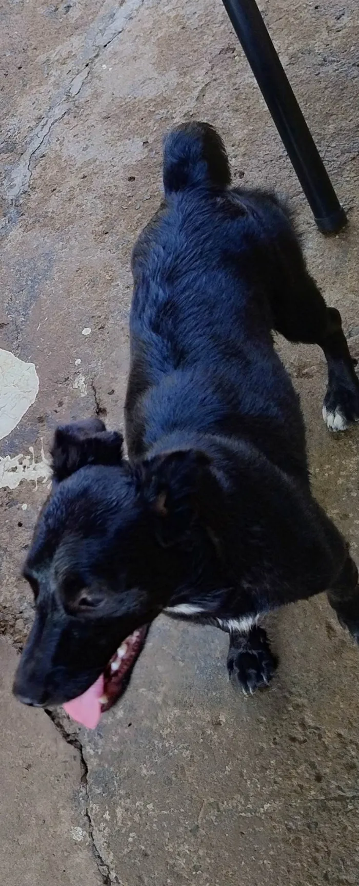 Cachorro ra a SRD-ViraLata idade 1 ano nome Lili