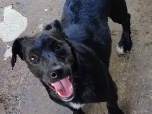 Cachorro raça SRD-ViraLata idade 1 ano nome Lili