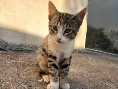 Gato raça SRD-ViraLata idade 2 a 6 meses nome Mel