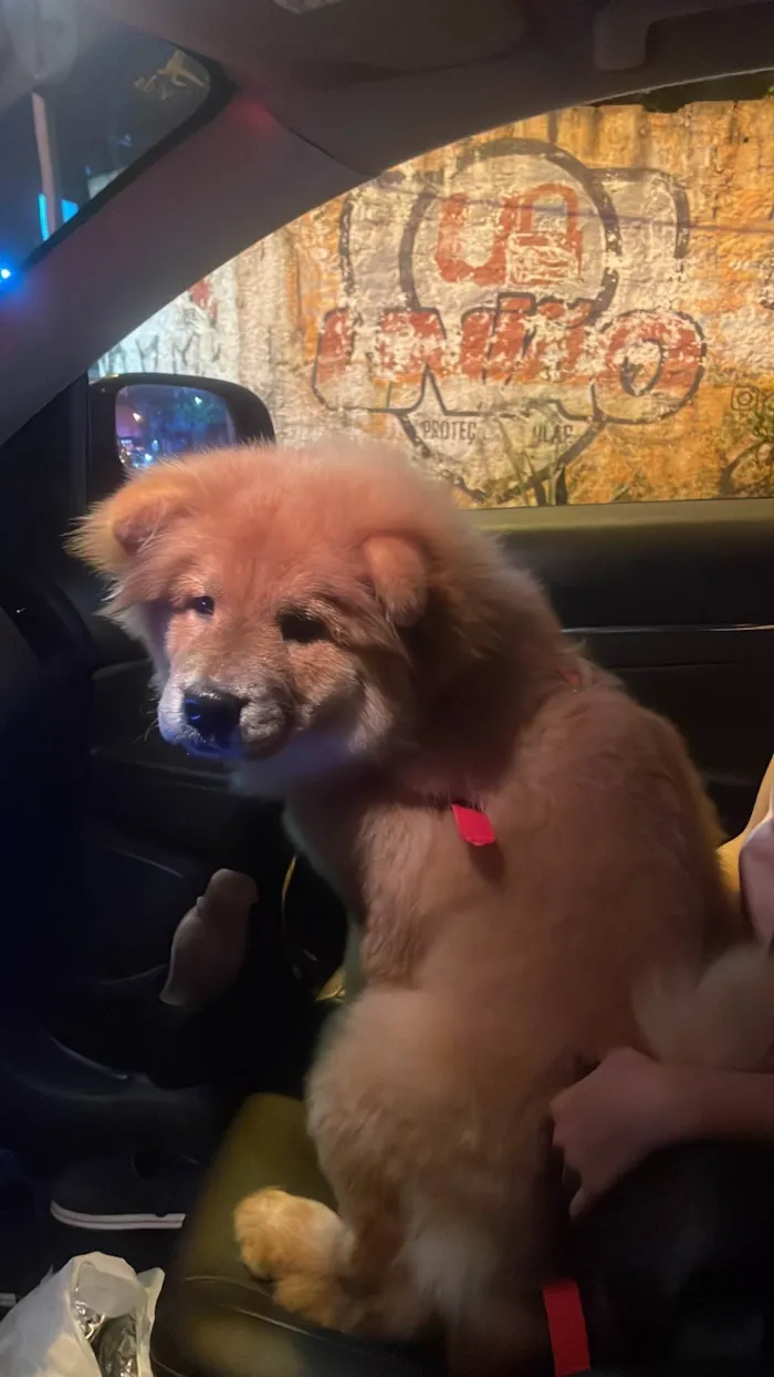 Cachorro ra a Chow Chow idade 7 a 11 meses nome Apollo 