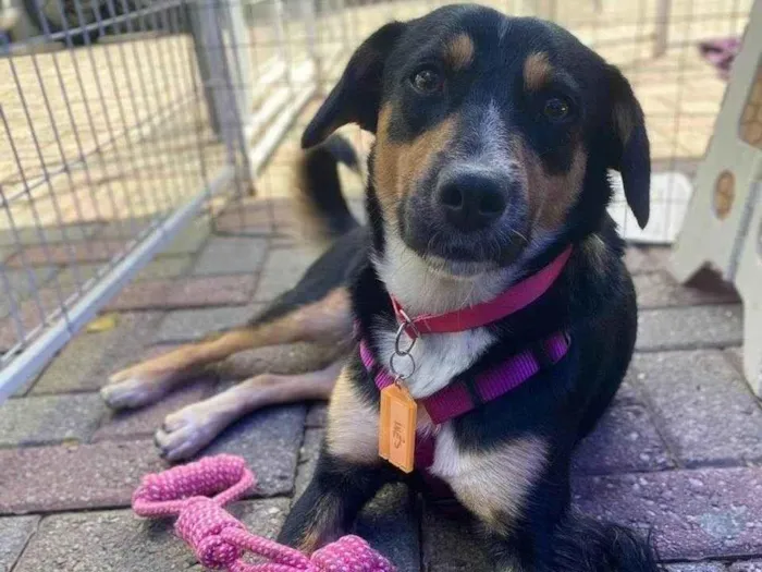 Cachorro ra a SRD-ViraLata idade 2 anos nome Bolinha 