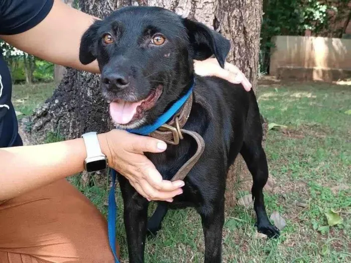 Cachorro ra a SRD-ViraLata idade 3 anos nome Ipanema 