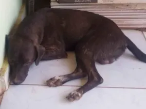 Cachorro raça SRD-ViraLata idade 1 ano nome São 3 cachorros 2 machos e 1 fêmeas 