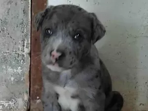 Cachorro raça SRD-ViraLata idade Abaixo de 2 meses nome Menino 