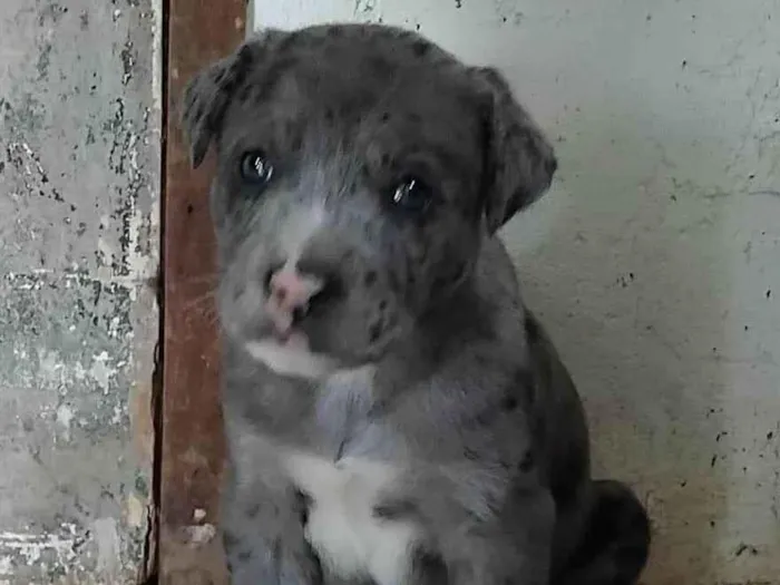 Cachorro ra a SRD-ViraLata idade Abaixo de 2 meses nome Menino 