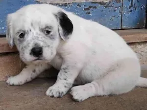 Cachorro raça SRD-ViraLata idade Abaixo de 2 meses nome Menina 