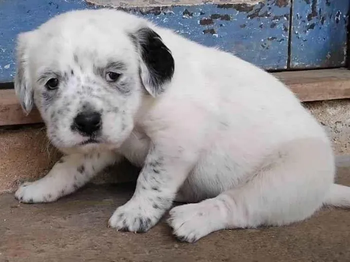 Cachorro ra a SRD-ViraLata idade Abaixo de 2 meses nome Menina 