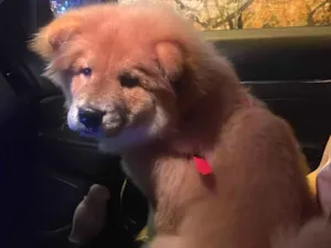 Cachorro raça Chow Chow idade 7 a 11 meses nome Apollo 