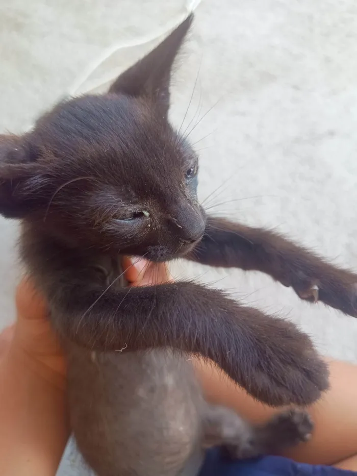 Gato ra a SRD-ViraLata idade 2 a 6 meses nome Sem nome 