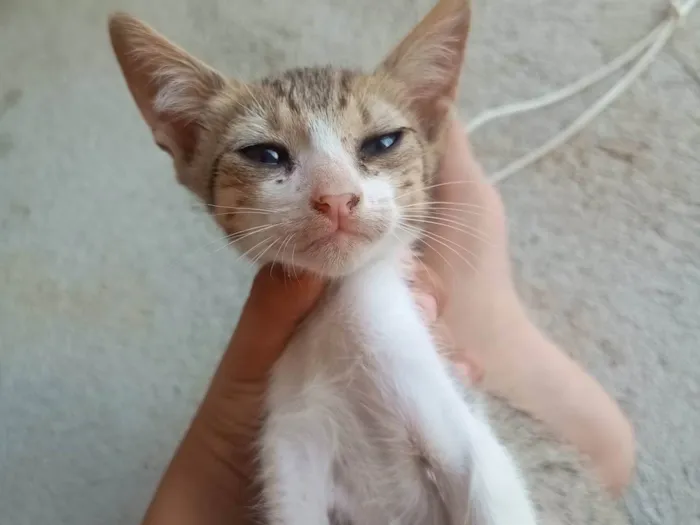 Gato ra a SRD-ViraLata idade 2 a 6 meses nome Sem nome 