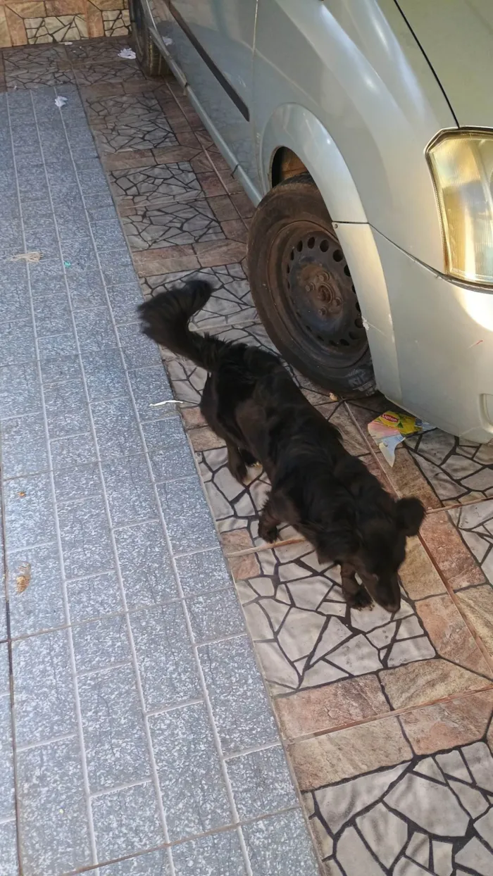 Cachorro ra a SRD-ViraLata idade 7 a 11 meses nome Paçoquita