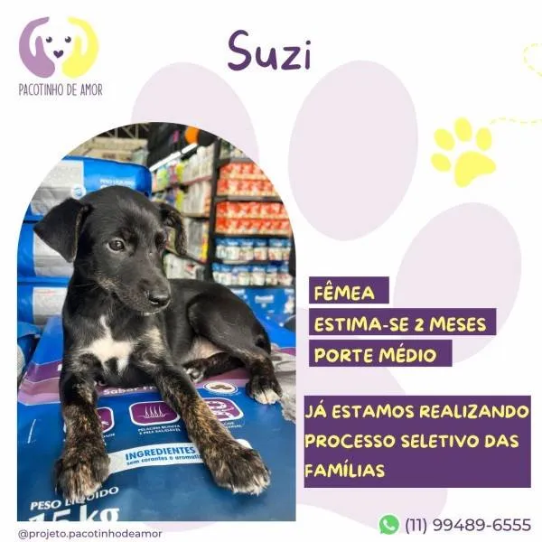 Cachorro ra a SRD-ViraLata idade 2 a 6 meses nome Suzi