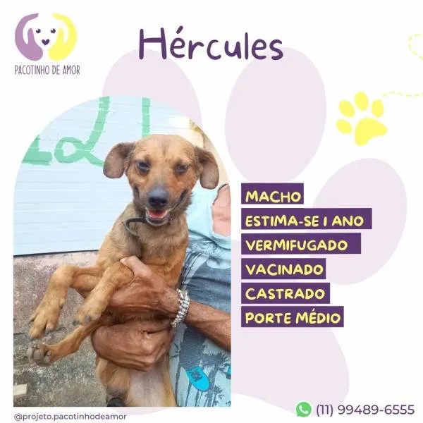 Cachorro ra a SRD-ViraLata idade 1 ano nome Hercules