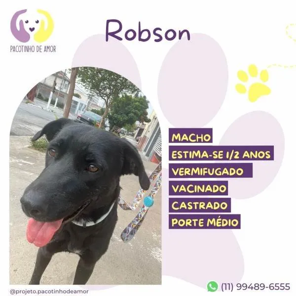 Cachorro ra a SRD-ViraLata idade 1 ano nome Robson