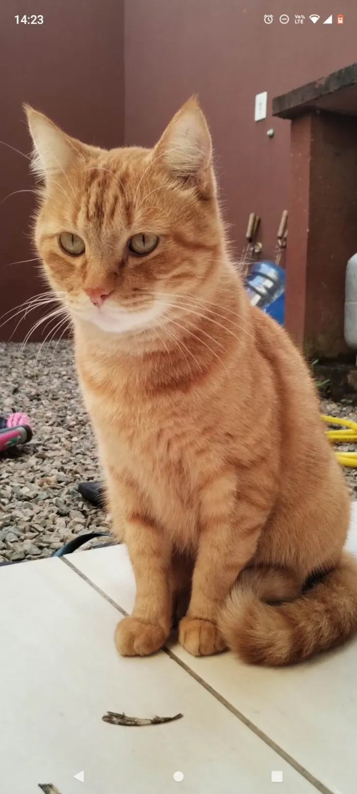 Gato ra a SRD-ViraLata idade 2 anos nome Simba 