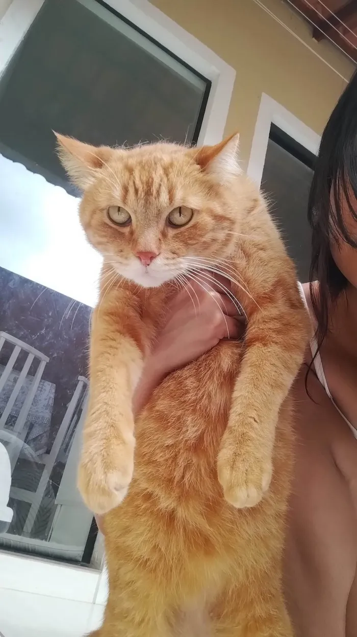 Gato ra a SRD-ViraLata idade 2 anos nome Simba 