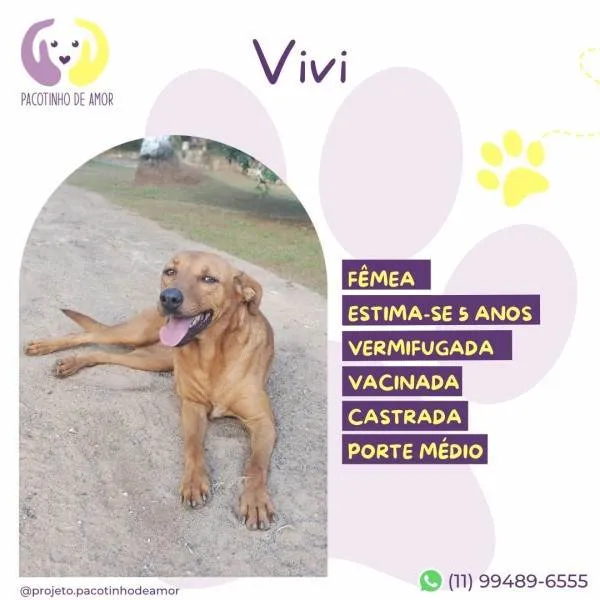 Cachorro ra a SRD-ViraLata idade 1 ano nome Vivi