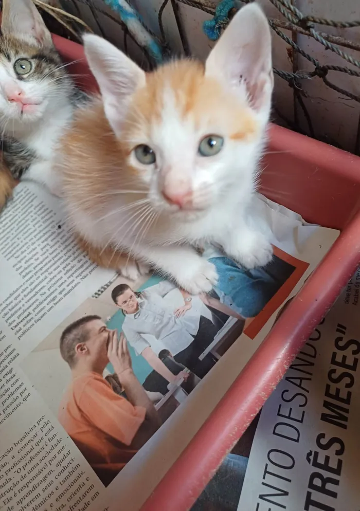 Gato ra a Angorá idade Abaixo de 2 meses nome Gatinho adocao