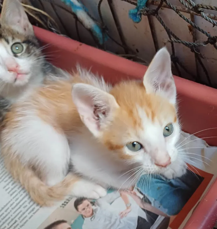 Gato ra a Angorá idade Abaixo de 2 meses nome Gatinho adocao