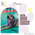 Pluto